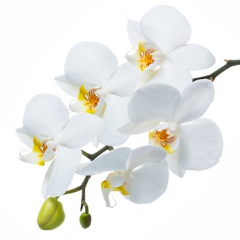 Стол обеденный Танго белый/Орхидея в Болотном - bolotnoe.mebel54.com | фото